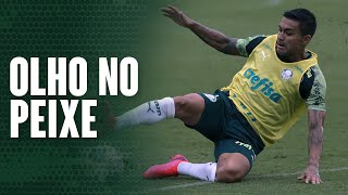 TV Palmeiras: um resumão do treino de quarta-feira