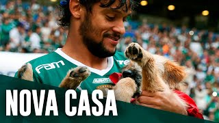 Cachorro que entrou em campo com Scarpa é adotado; assista