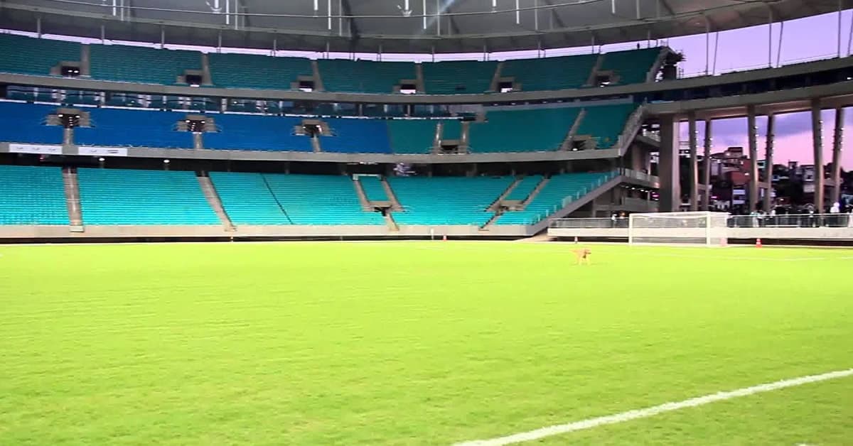 Bahia x Palmeiras: comente o jogo aqui